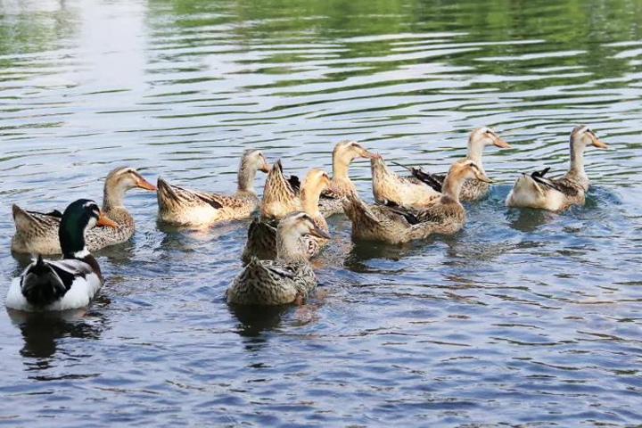 啤酒鴨家常制作方法